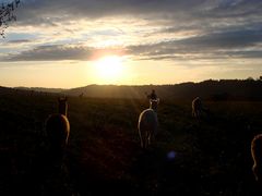 Alpakas (Lama Pacos) im Sonnenuntergang