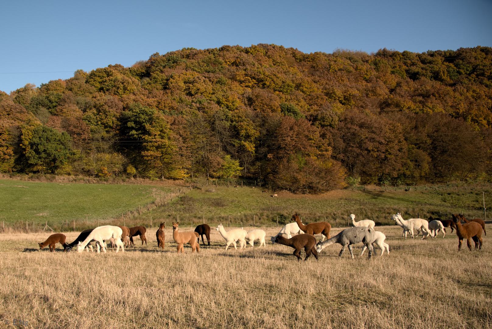 Alpakas vor herbstlicher Kulisse 