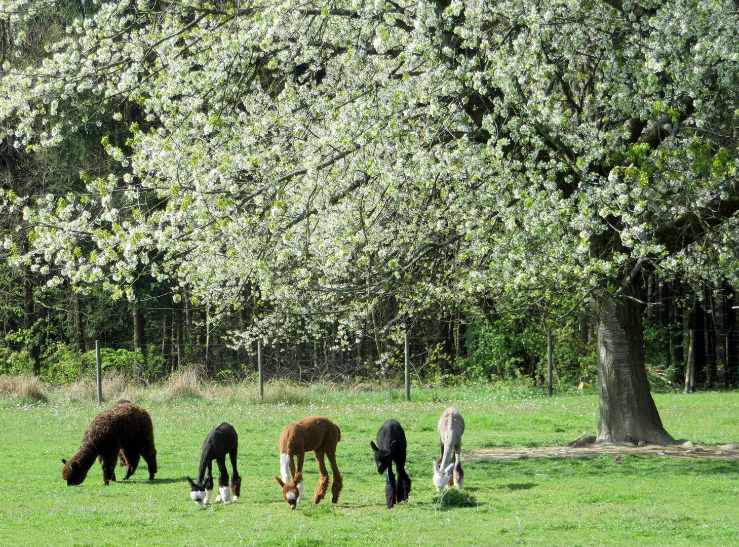 Alpakazucht in Oederan