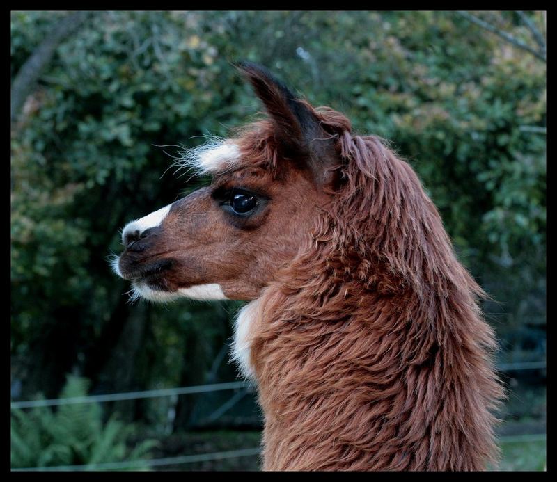 Alpakka-Portrait