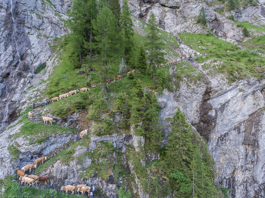 Alpaufzug Engstligenalp (2016)