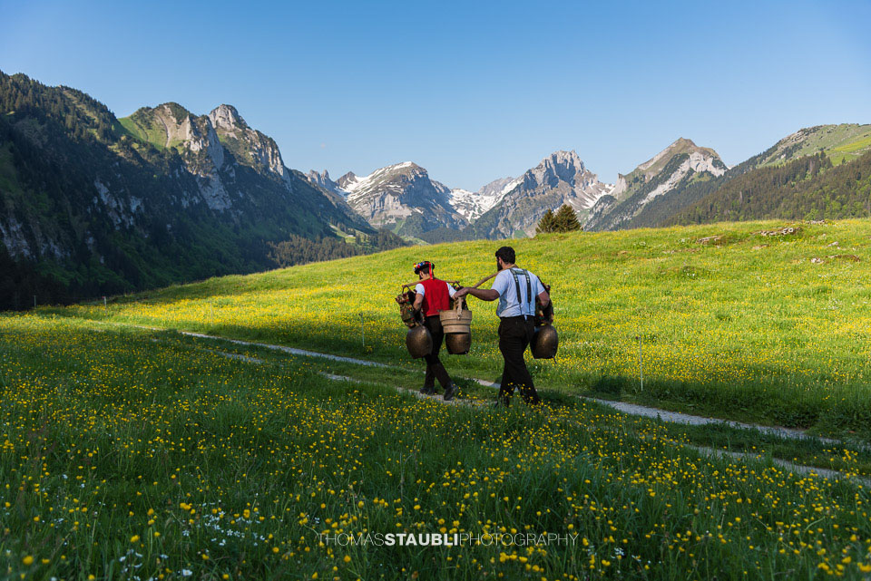 Alpaufzug im Alpstein