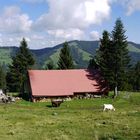 Alpe auf dem Hündle