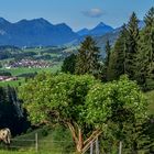 Alpe Beichelstein (3)