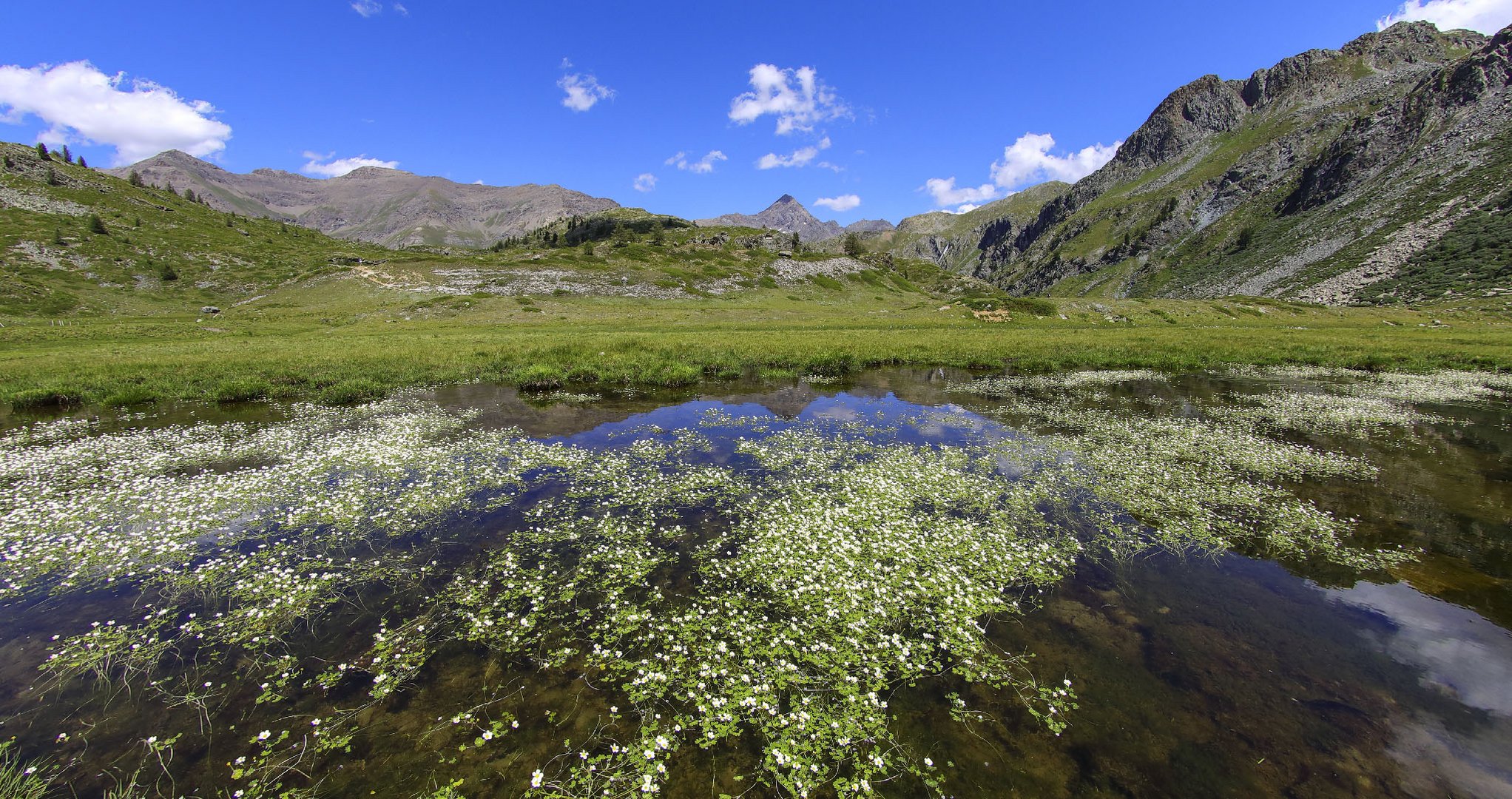 alpe di Bardonay   - ranuncoli d'acqua