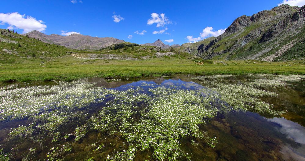 alpe di Bardonay   - ranuncoli d'acqua