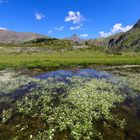 alpe di Bardonay   - ranuncoli d'acqua