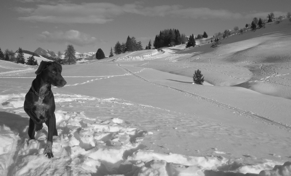 Alpe di Siusi