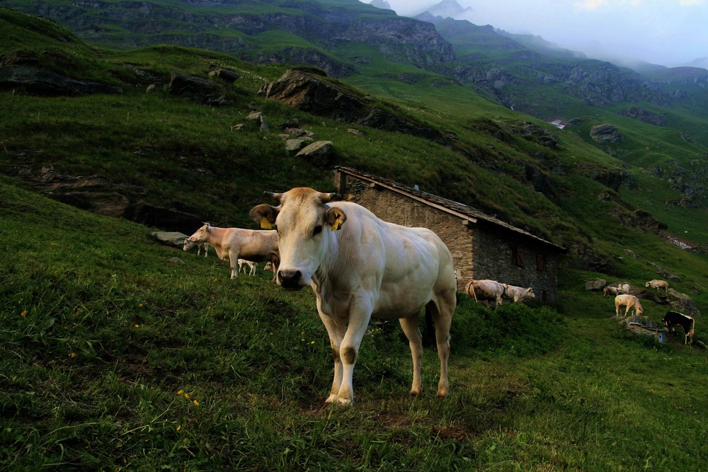 alpeggio al lago di Malciaussia