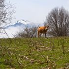 Alpeggio con il Monte La Mula sullo sfondo (Calabria)