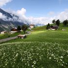Alpemwiese in der Schweiz