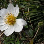 Alpen - Anemone