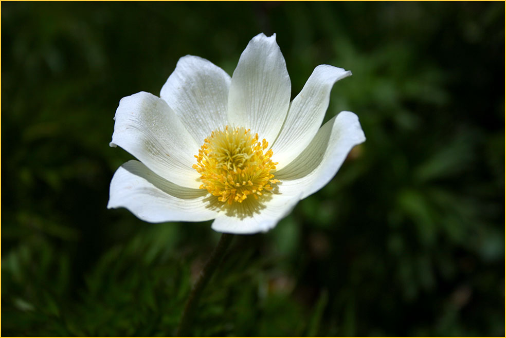 Alpen - Anemone