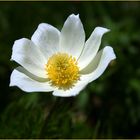 Alpen - Anemone