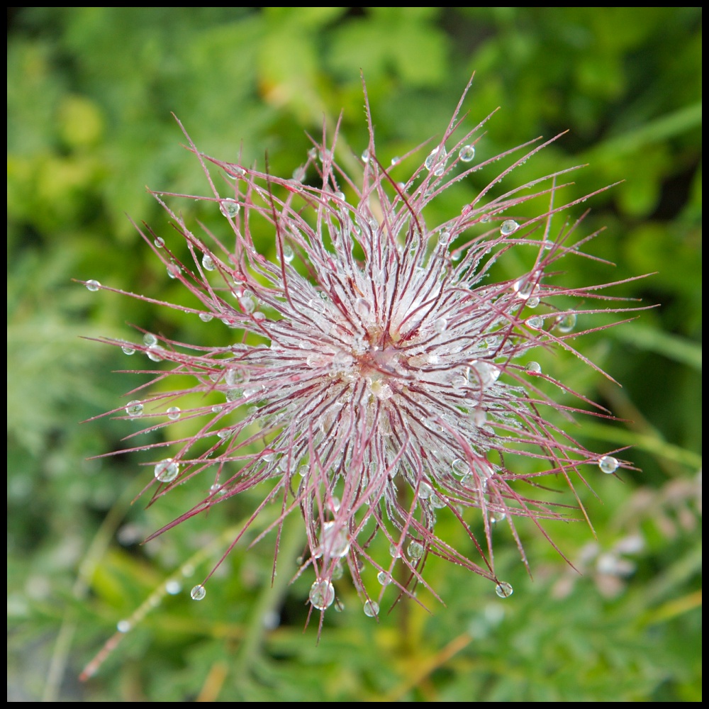 Alpen-Anemone