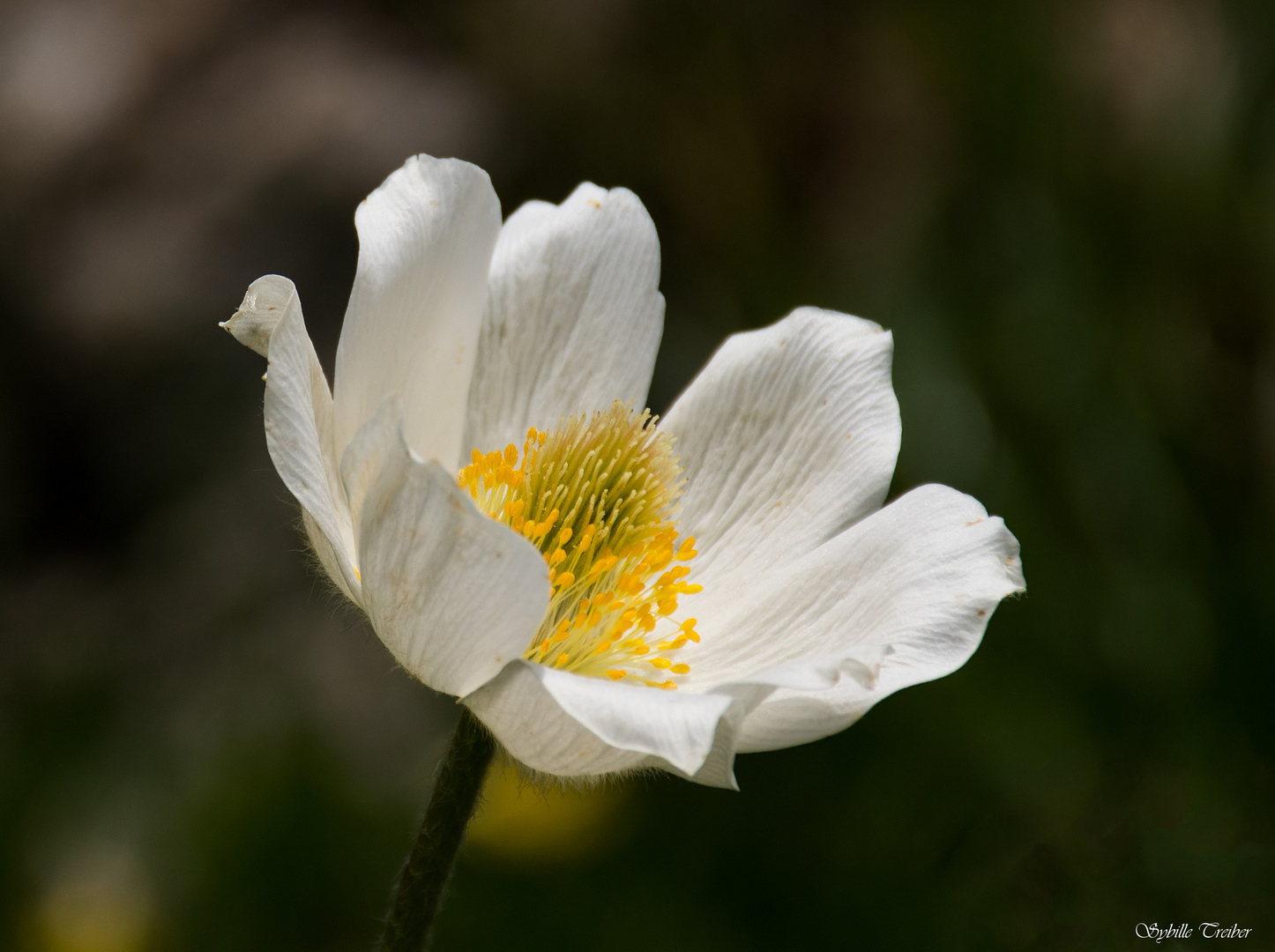 Alpen-Anemone