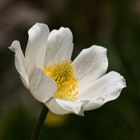 Alpen-Anemone