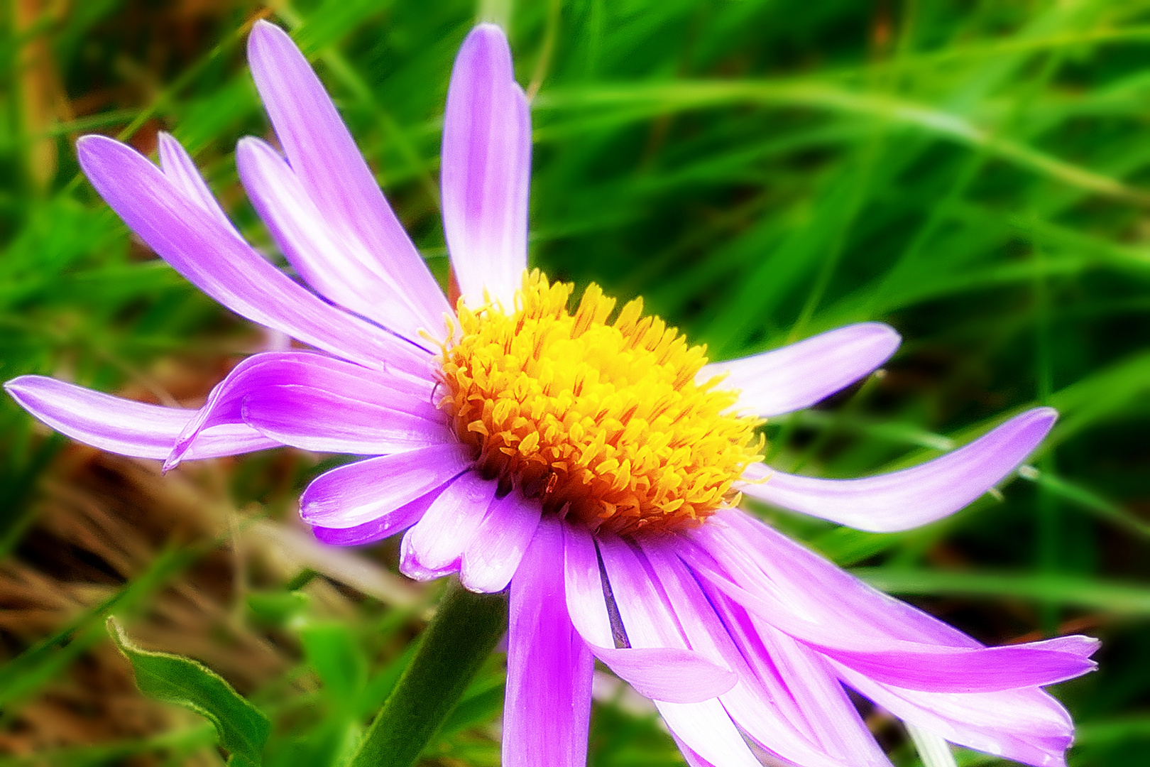 Alpen-Aster