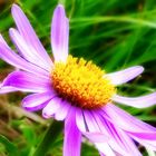 Alpen-Aster