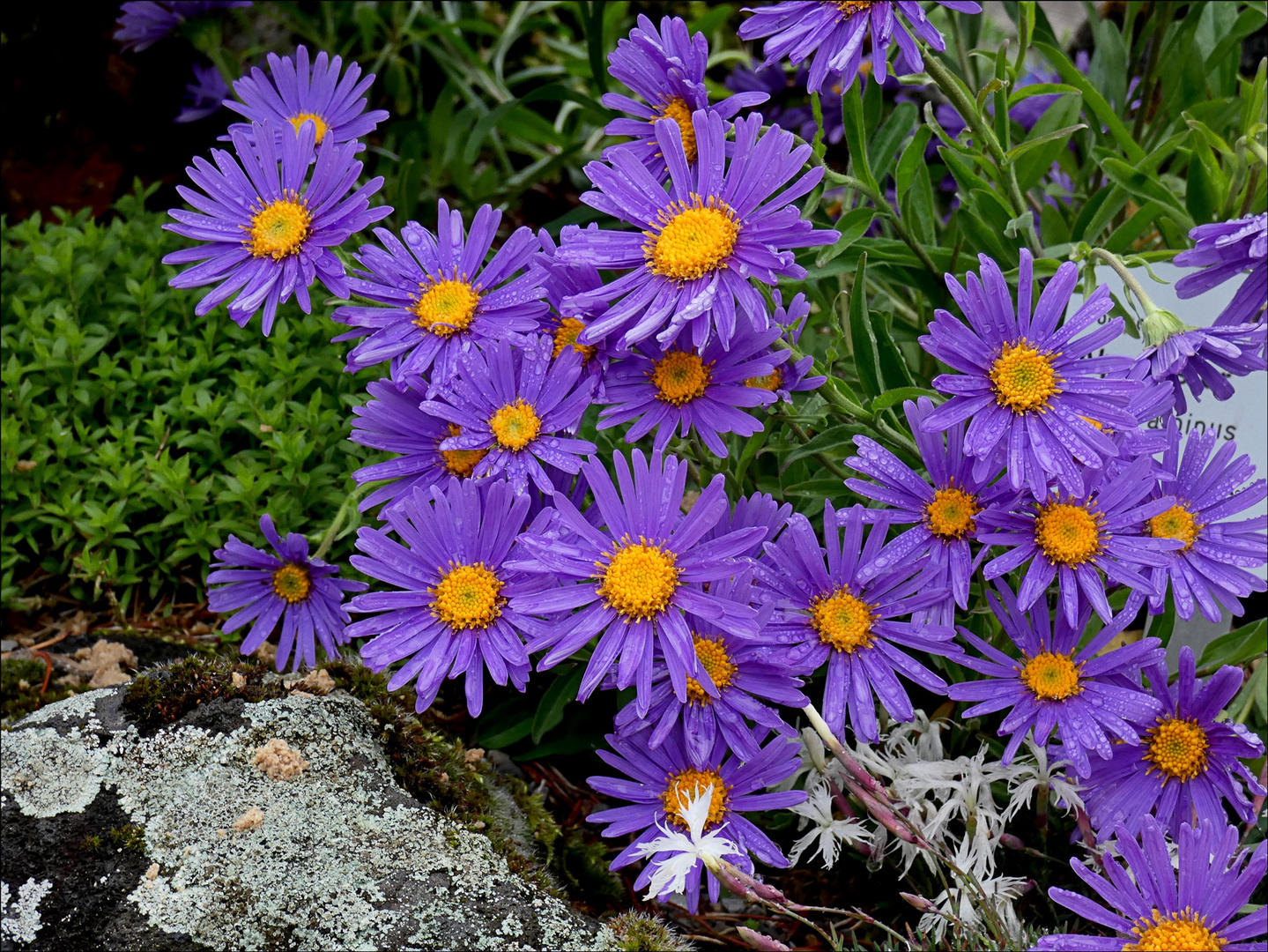 Alpen-Aster