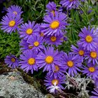 Alpen-Aster