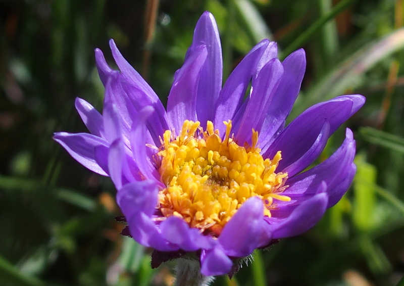 Alpen-Aster 'Aster alpinus'