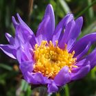 Alpen-Aster 'Aster alpinus'