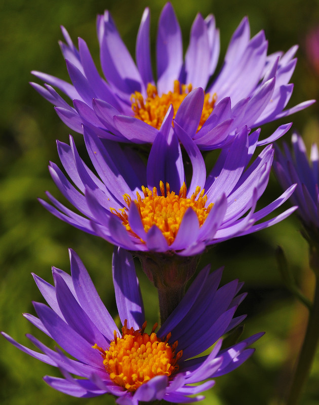 Alpen-Aster