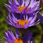 Alpen-Aster