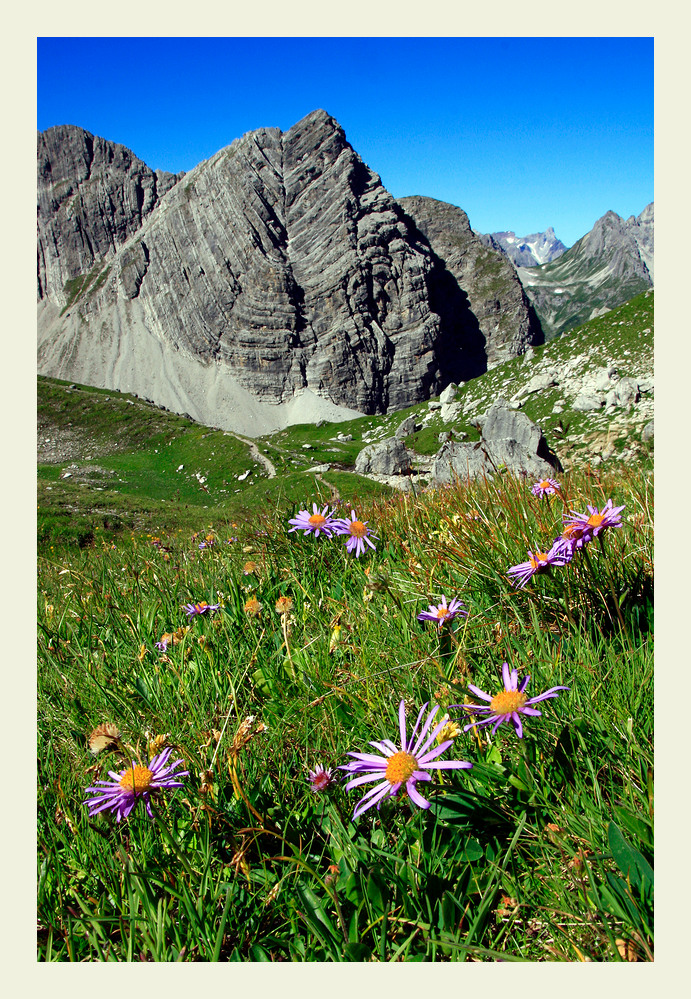 Alpen-Astern!