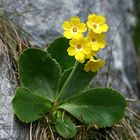 Alpen-Aurikel in seiner natürlichen Umgebung (Fels)