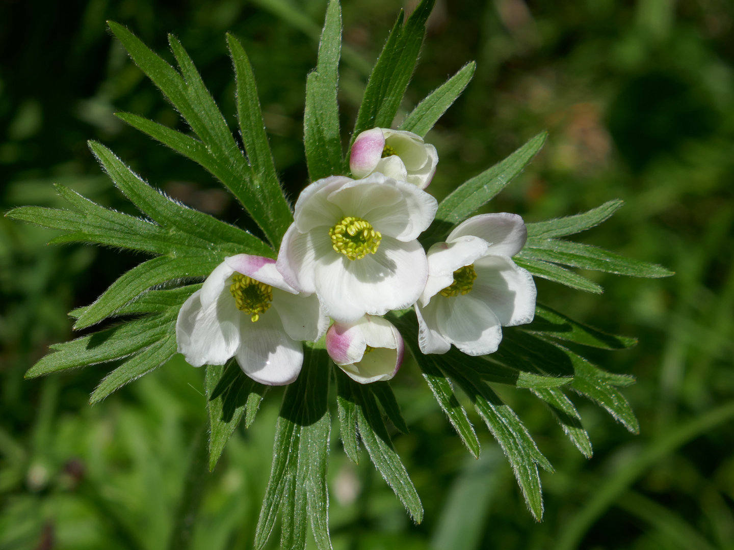 Alpen-Berghähnlein, Narzissenblütiges Windröslein ... Anemonastrum narcissiflorum ...