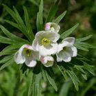 Alpen-Berghähnlein, Narzissenblütiges Windröslein ... Anemonastrum narcissiflorum ...