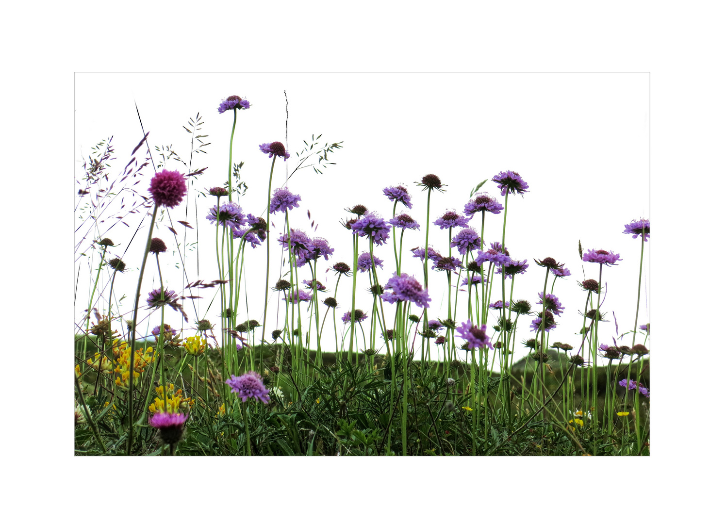 Alpen-Blumen