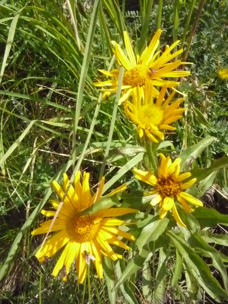 AlpenBlumen1 Der echte Arnika Foto & Bild pflanzen, pilze & flechten