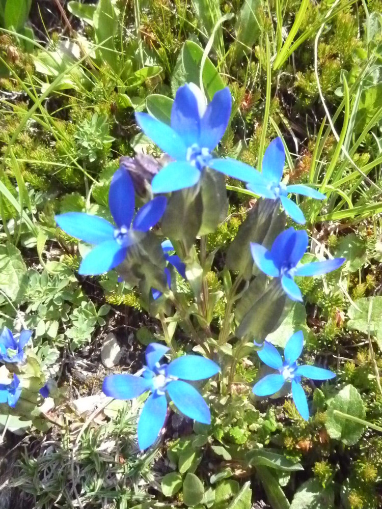 Alpen-Blumen2 Enzian(kleine Bergenzian)