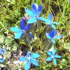 Alpen-Blumen2 Enzian(kleine Bergenzian)