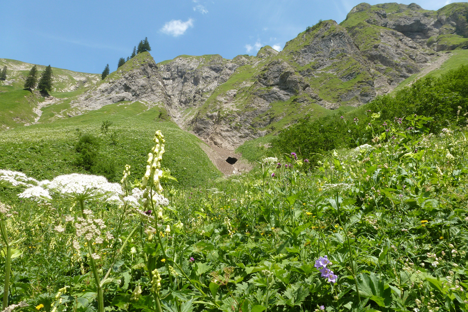 Alpen - Blumenwiese