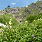 Alpen - Blumenwiese