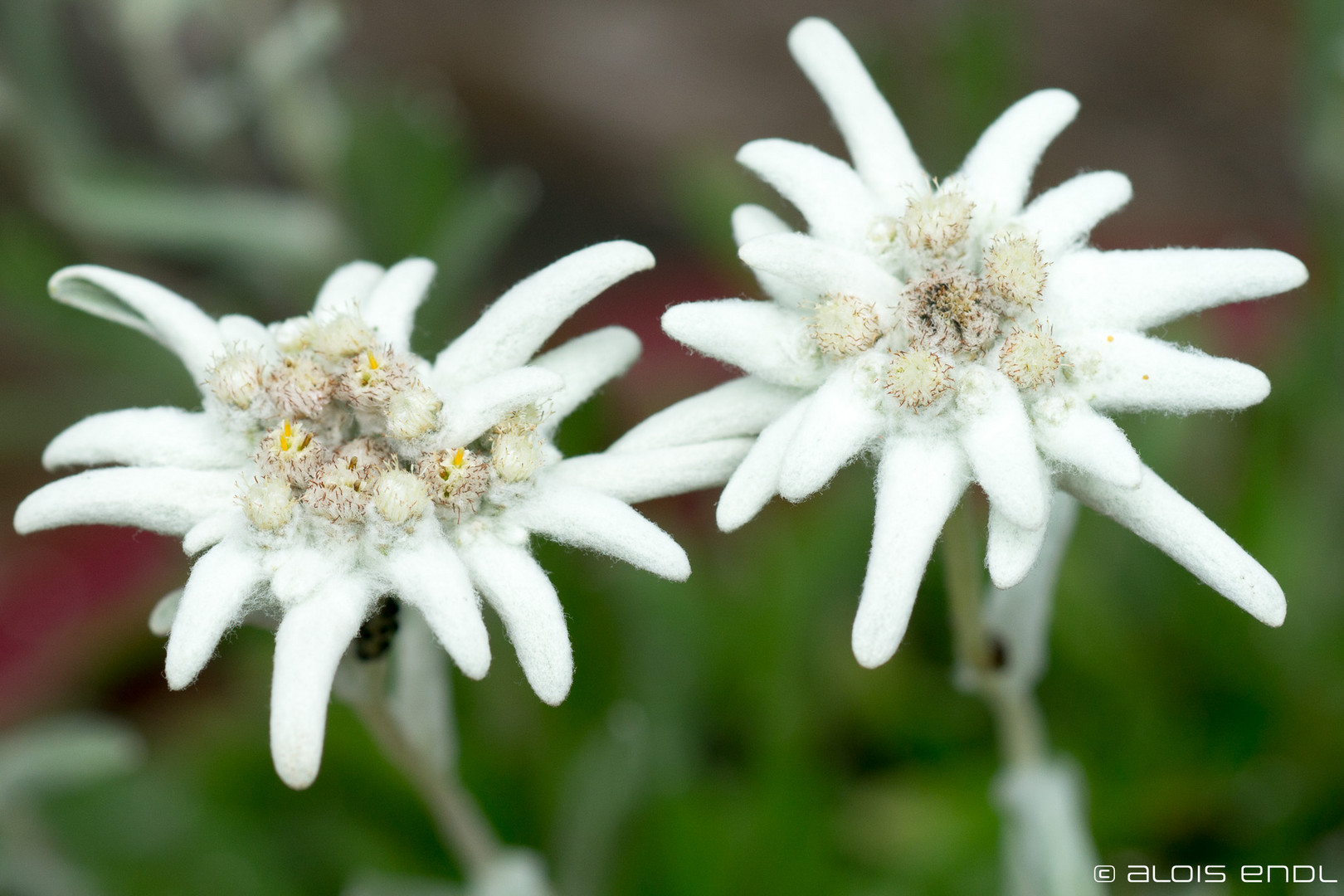 Alpen-Edelweiß Foto & Bild | makro, natur, österreich Bilder auf