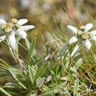 (Alpen-)Edelweiß 