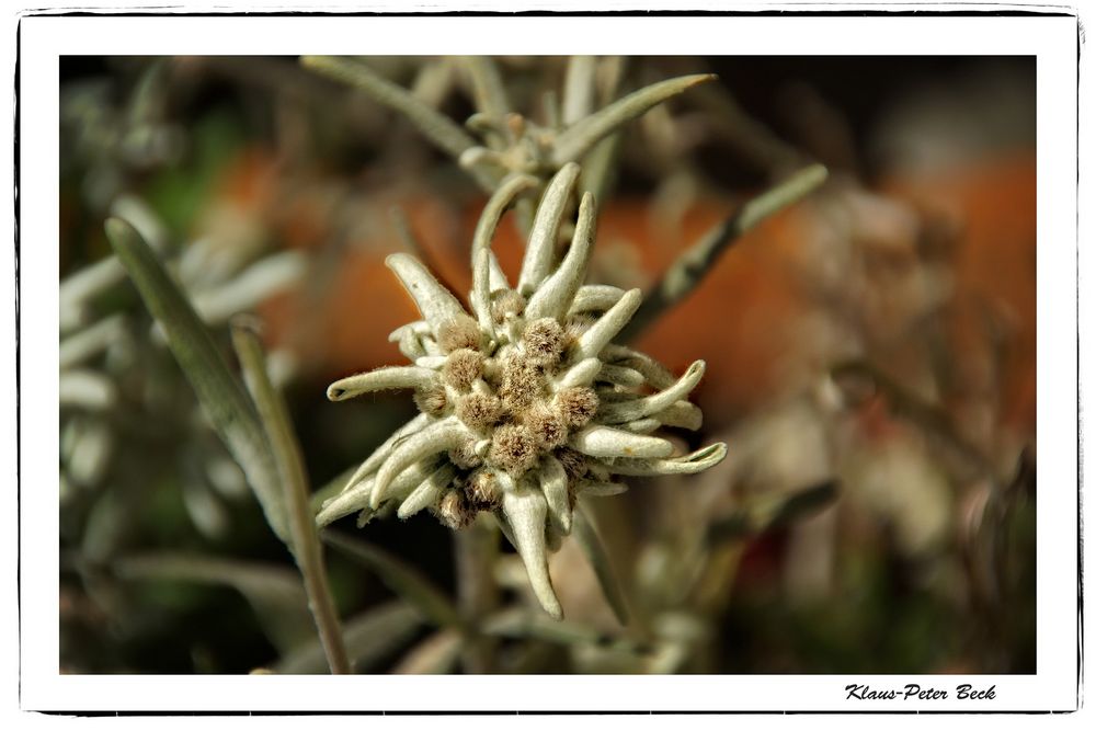 Alpen-Edelweiss