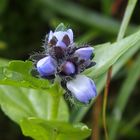 Alpen-Ehrenpreis 'Veronica alpina'