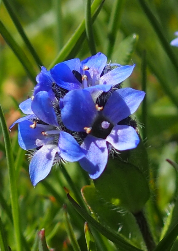 Alpen-Ehrenpreis 'Veronica alpina'