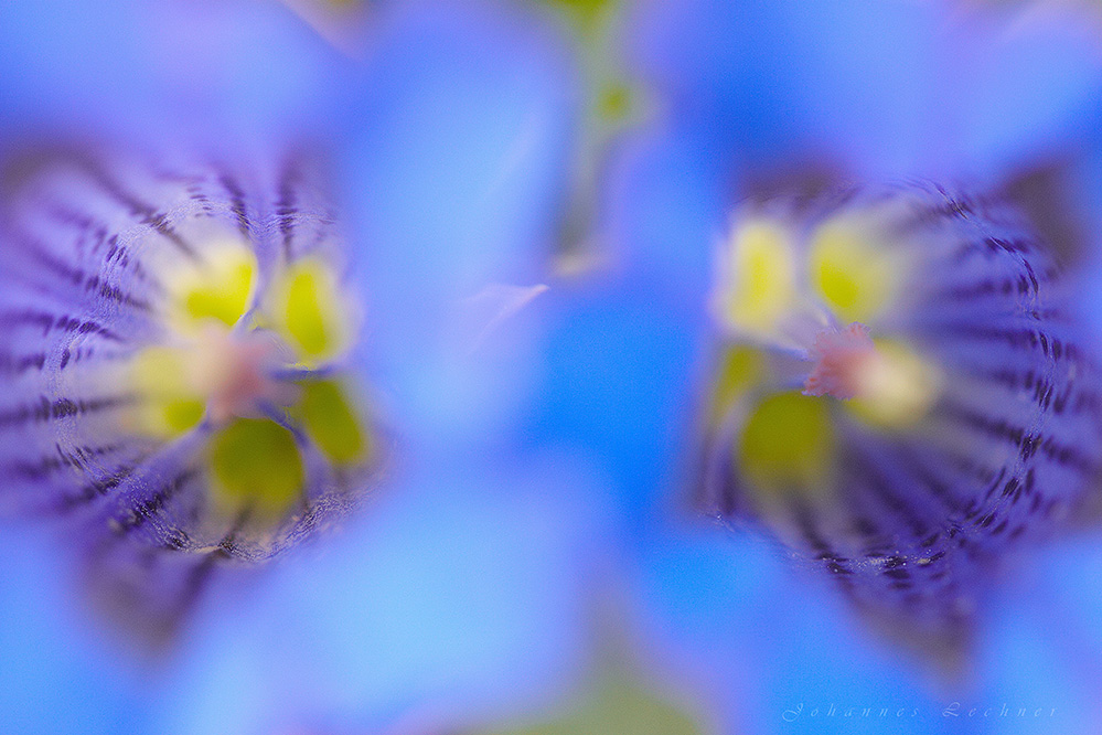 Alpen-Enzian (Gentiana alpina)