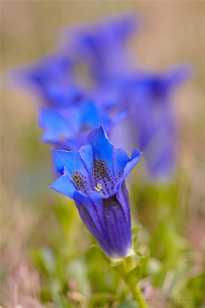 Alpen-Enzian (Gentiana alpina)