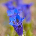 Alpen-Enzian (Gentiana alpina)