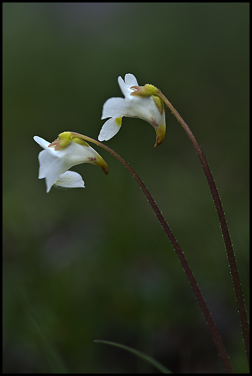 Alpen-Fettblatt