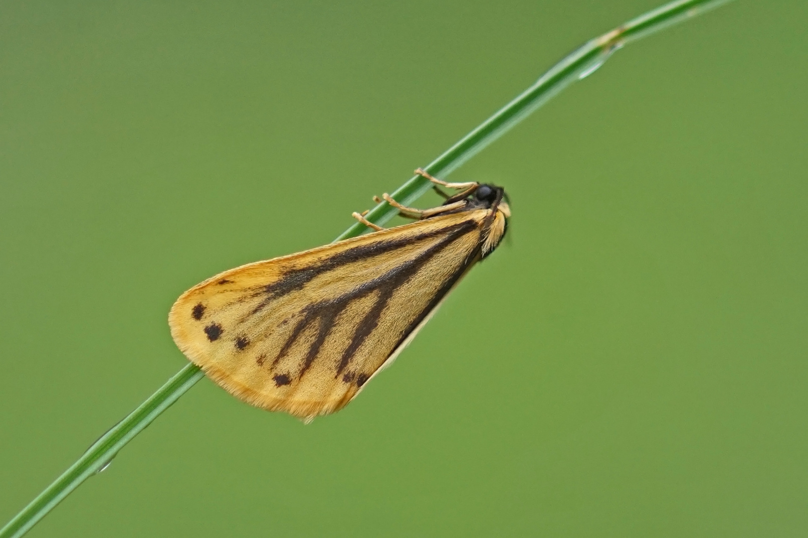 Alpen-Flechtenbärchen (Setina aurita)