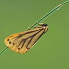 Alpen-Flechtenbärchen (Setina aurita)